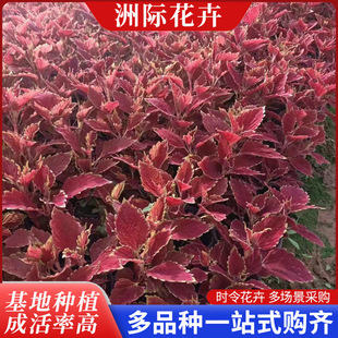 ���~�ݠI�B���绨�������G�����~��ͥԺ���@��ɫ�ر��^�~�������l