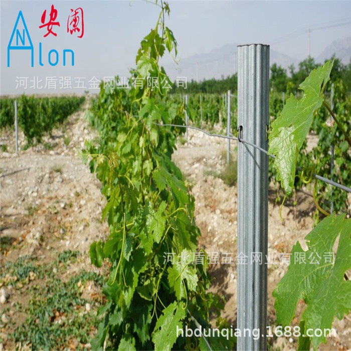 五味子立柱金属葡萄架葡萄架型材农场桩子大棚果园使用金属立柱