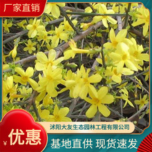 大量现货供应绿化植物 迎春花苗 迎春苗  地被植物