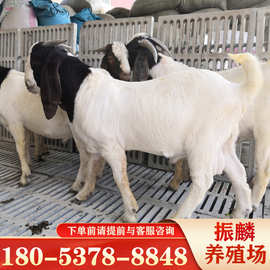 山羊养殖场 波尔山羊小羊苗价格 哪里的波尔山羊品种好