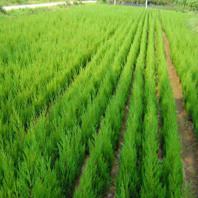 松树苗侧柏 蜀桧宝塔松 桧柏 圣诞树 塔柏树苗 龙柏苗刺柏占地用-阿里巴巴