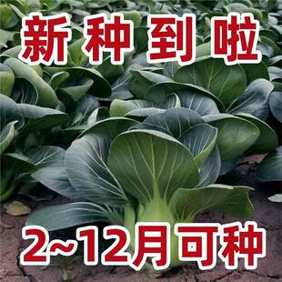Short-Legged Suzhou Green Rapeseed Seeds Green Rapeseed Shanghai Green Vegetable Seeds All Year Round and Winter Potted Field Planting