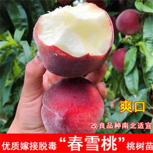 ��Ѫ���Ҙ������޽��������¼t������ͥԺ�ϱ��Ϸ��Nֲ����Y��