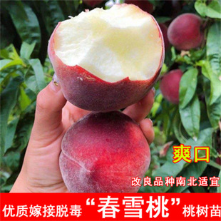 ��Ѫ���Ҙ������޽��������¼t������ͥԺ�ϱ��Ϸ��Nֲ����Y��