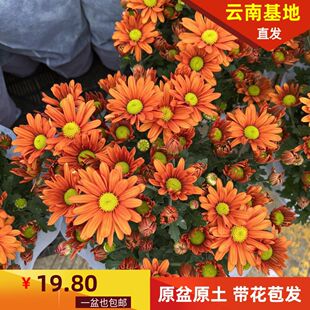 �ͺ��͟��ļ��_�ų�ɫ���m��(��ɫ�G��)�޸��������������r��