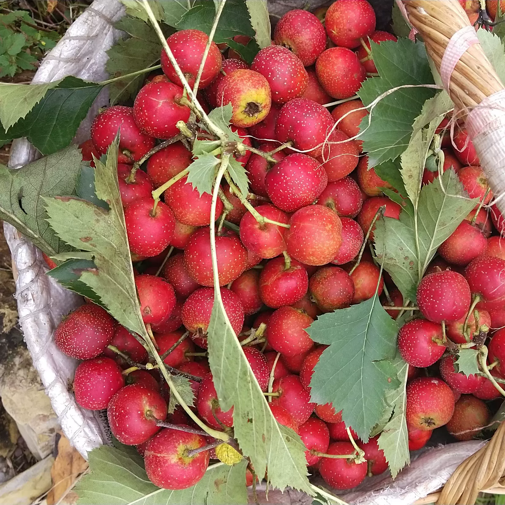山楂大金星糖葫芦开胃儿童孕妇山楂糕山楂片