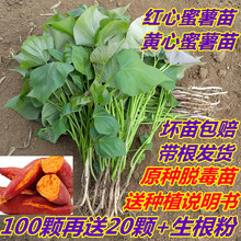 �t�����������矟��25�����ϼt����������ʳ�~������߮a�ع�����