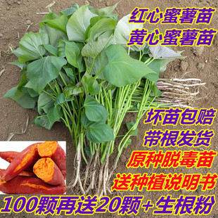 �t�����������矟��25�����ϼt����������ʳ�~������߮a�ع�����