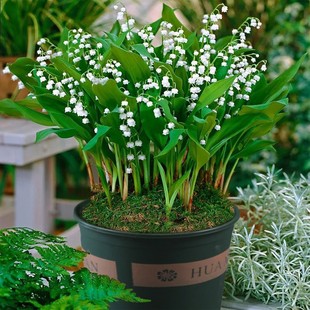 ���l��ѿ��m������С�����ԾGֲ�ͺ��N������L�����҃Ȼ���ֲ��