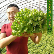 ��������������ɳ���Y���ϼt���˷N���ﲥ�߲˷N�����������ļ��N