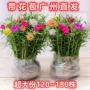 重瓣多色室外植物太阳花