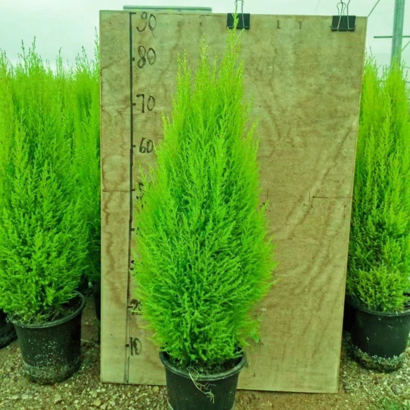 ∑∶ ◇ ±〈고운 작은 향기로운 소나무 80~90cm 정도∝