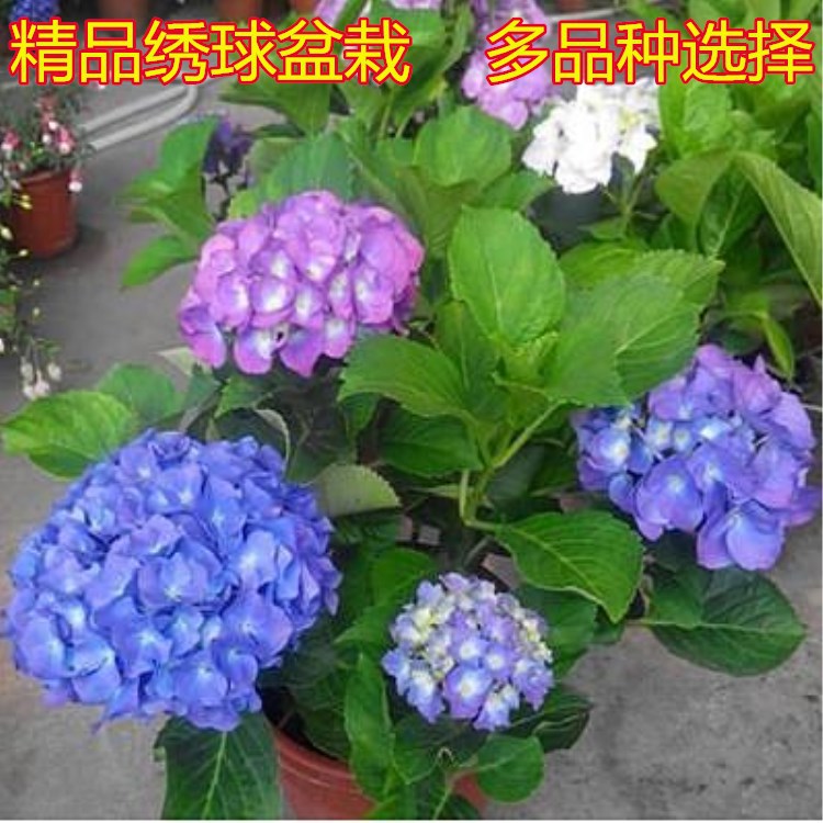 八仙花绣球花苗盆栽无尽夏室内外露天阳台庭院绿植花卉植物包邮 种苗花卉网