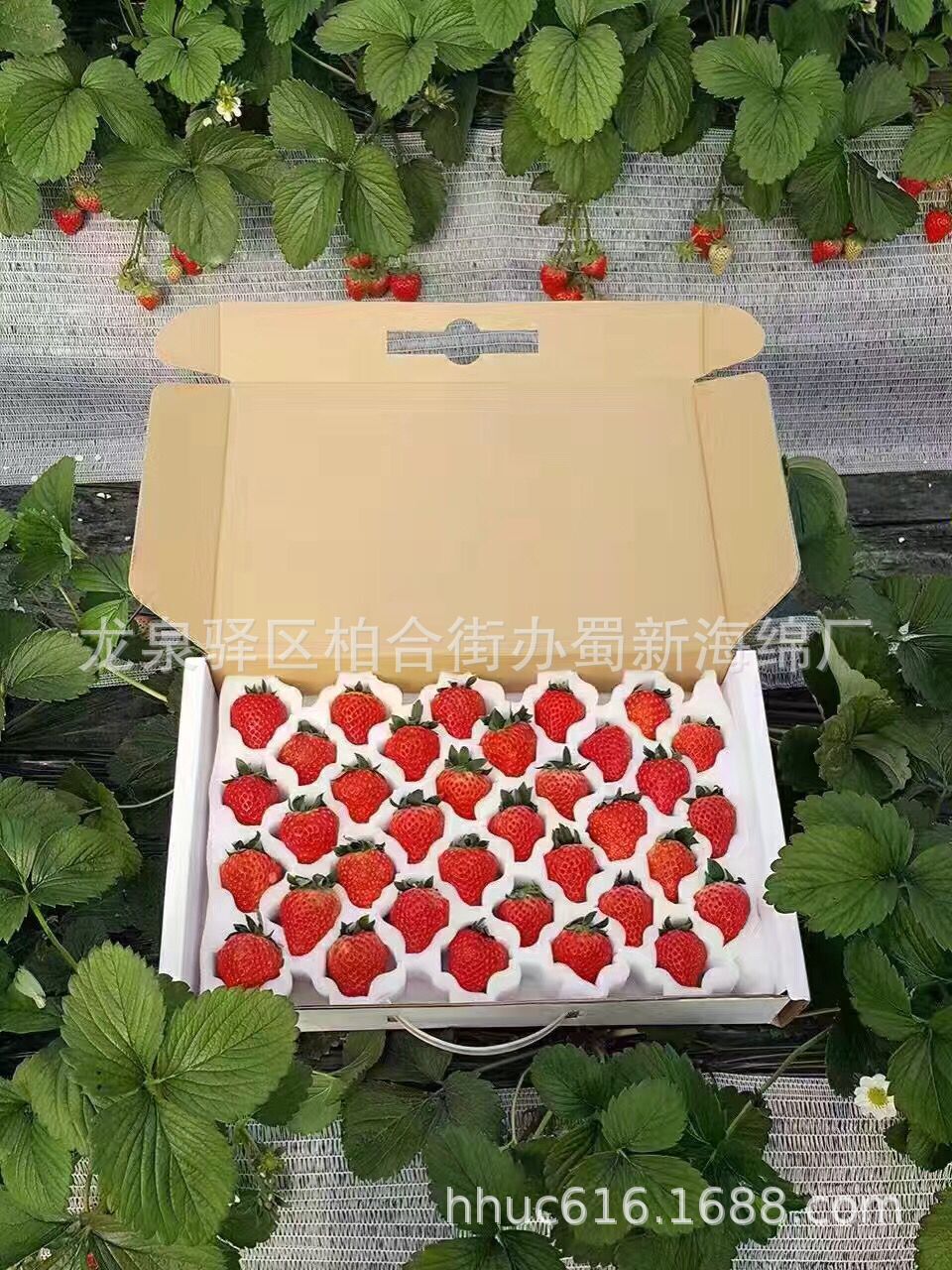 供应网格成型草莓包装海绵/快递防护内托包装泡棉/软质PU草莓托