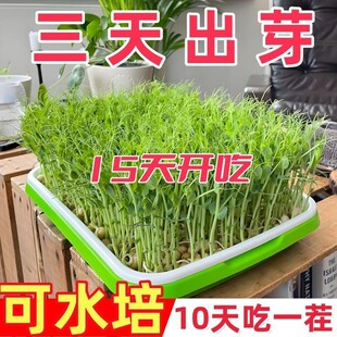 �Ӻ�N�����҃�ѿ����㶹�綹ѿ�P���l�o������ˮ���߲��������
