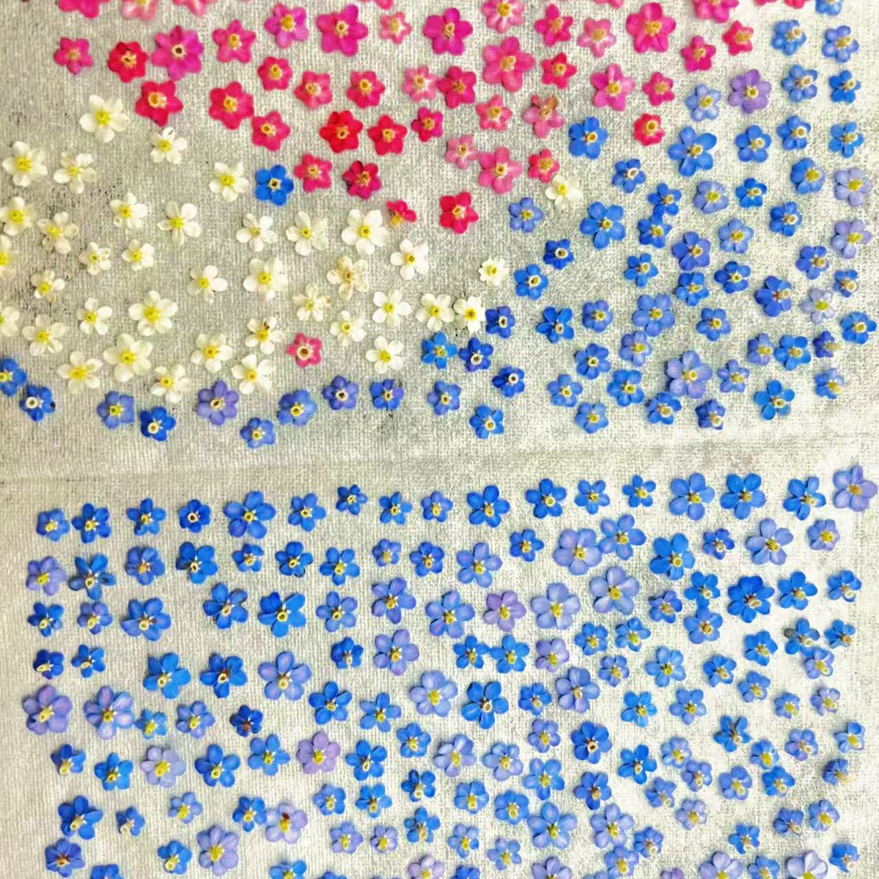 迷你勿忘我真干花压花包植物标本ins流行美甲滴胶饰品押花DIY材料