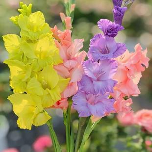 Gladiolus Bulbs Perennial Flower Potted Thirteen Taibao Gladiolus All Year Round Courtyard Outdoor Easy-To-Grow Plant Bulbs