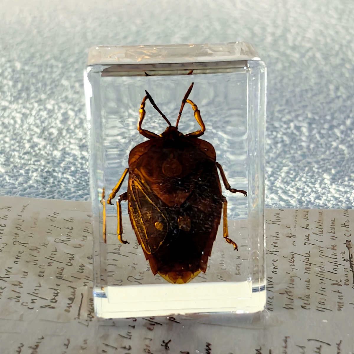 Настоящий образец насекомого в смоле, прозрачная кристальная клей Amber, скорпион, паук, трахинядий кроссовер декоративный