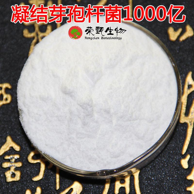 凝结芽孢杆菌100亿-1000亿cfu/g 益生菌 微生物菌粉 品质保证