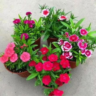五彩石竹常夏石竹盆栽花苗耐寒易活庭院带花苞开花不断四季开花