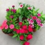 不断四季庭院开花花苗