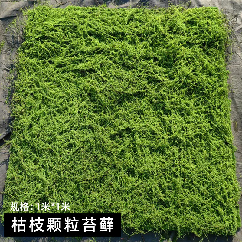 枯枝颗粒苔藓