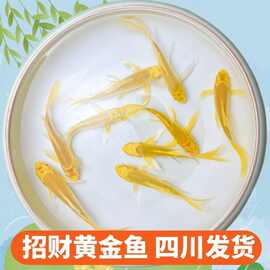 锦鲤风水鱼淡水好养耐活冷水鱼小鱼观赏鱼万两锦鲤鱼直销工厂厂家
