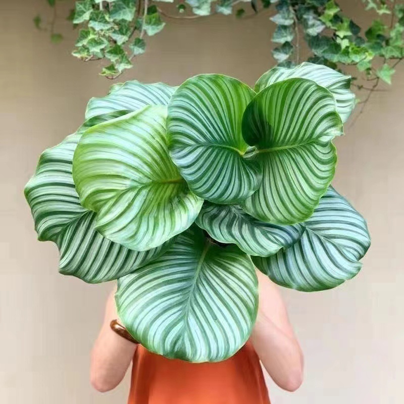 青苹果竹芋盆栽水培植物客厅孔雀竹芋室内桌面四季好养大型绿植 阿里巴巴 