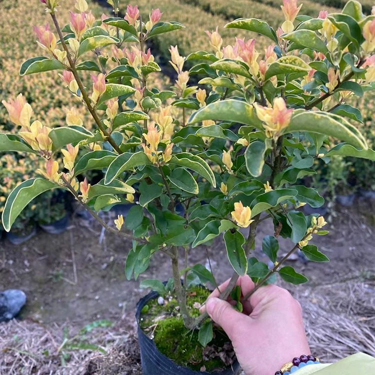 Саженцы Base Jinhel Gardenia, саженцы с цветными блоками для садоводства, саженцы Jinhel Gardenia Cup, полные характеристики