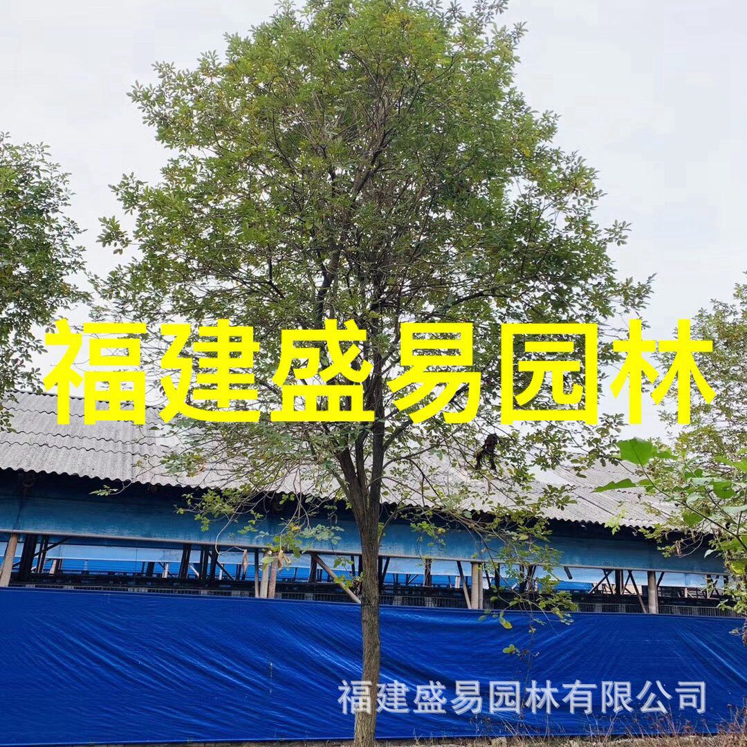 福建黄花风铃木价格 全冠黄花风铃木基地15-25多花少花风铃木批发