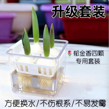 水培郁金香水养绣球花种球花卉盆栽绿植室内植物套餐洋水仙风信子