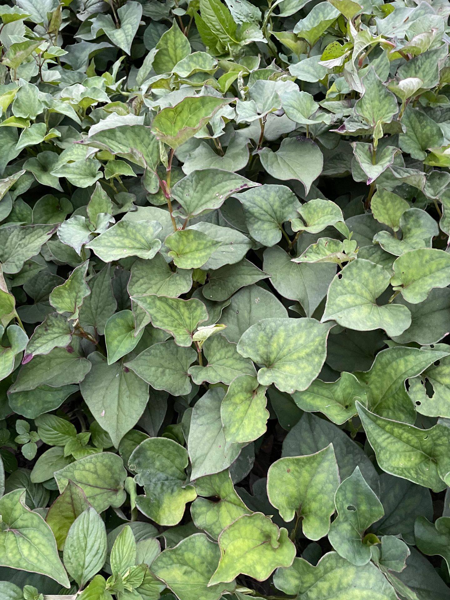 鱼腥草种植 (36).JPG