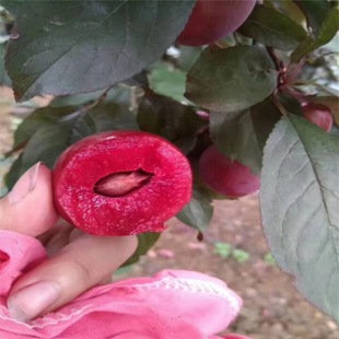 ����������� �a���õ�����Ʒ�N ����������