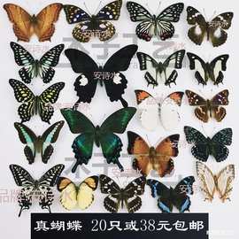 -品相真蝴蝶标本未展翅原蝶杂蝶昆虫幼儿园教学收藏摄影道具批发