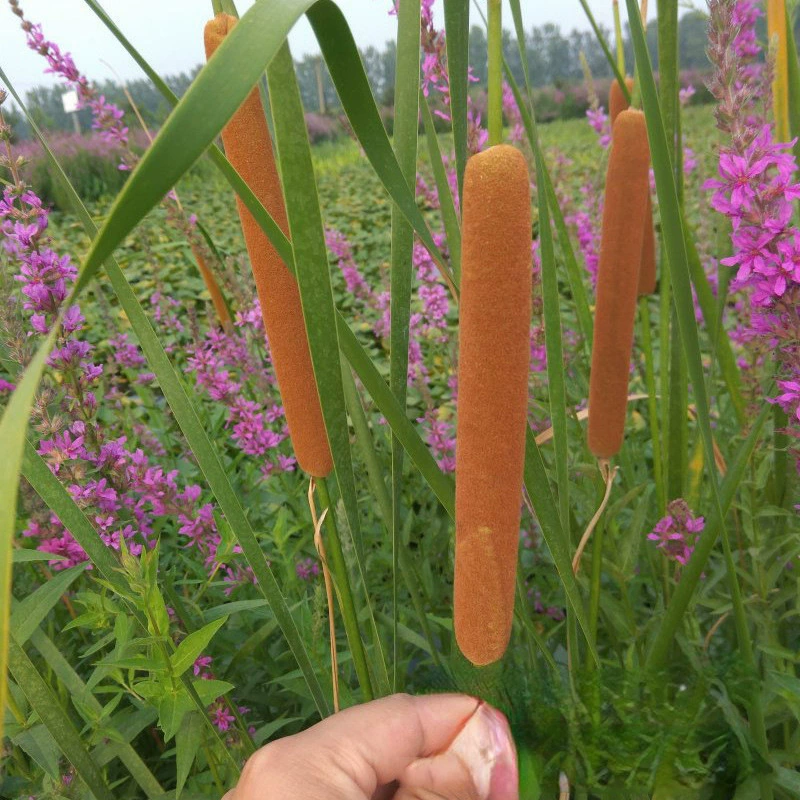 Большая Свеча для воды из рогоза оптовая цена происхождения воды завод искусственный водно-болотный парк