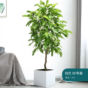 ���m�����Ի���ֲ���҃����m���玧�����ļ��_�������S���m�����