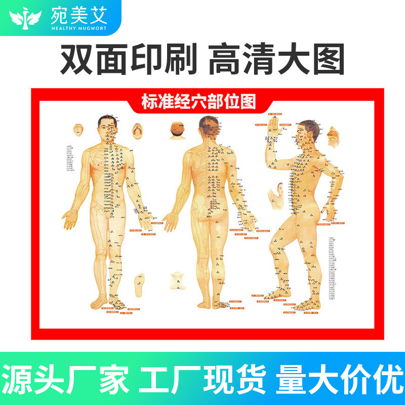 卸売り穴位図標準人体灸図経絡施灸高清両面カラー鍼灸図南陽現物|undefined