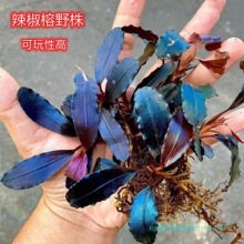 ������ˮ�şo�������̼�������{�ݸ׳�ľ�쾰����ˮ��������һ�^