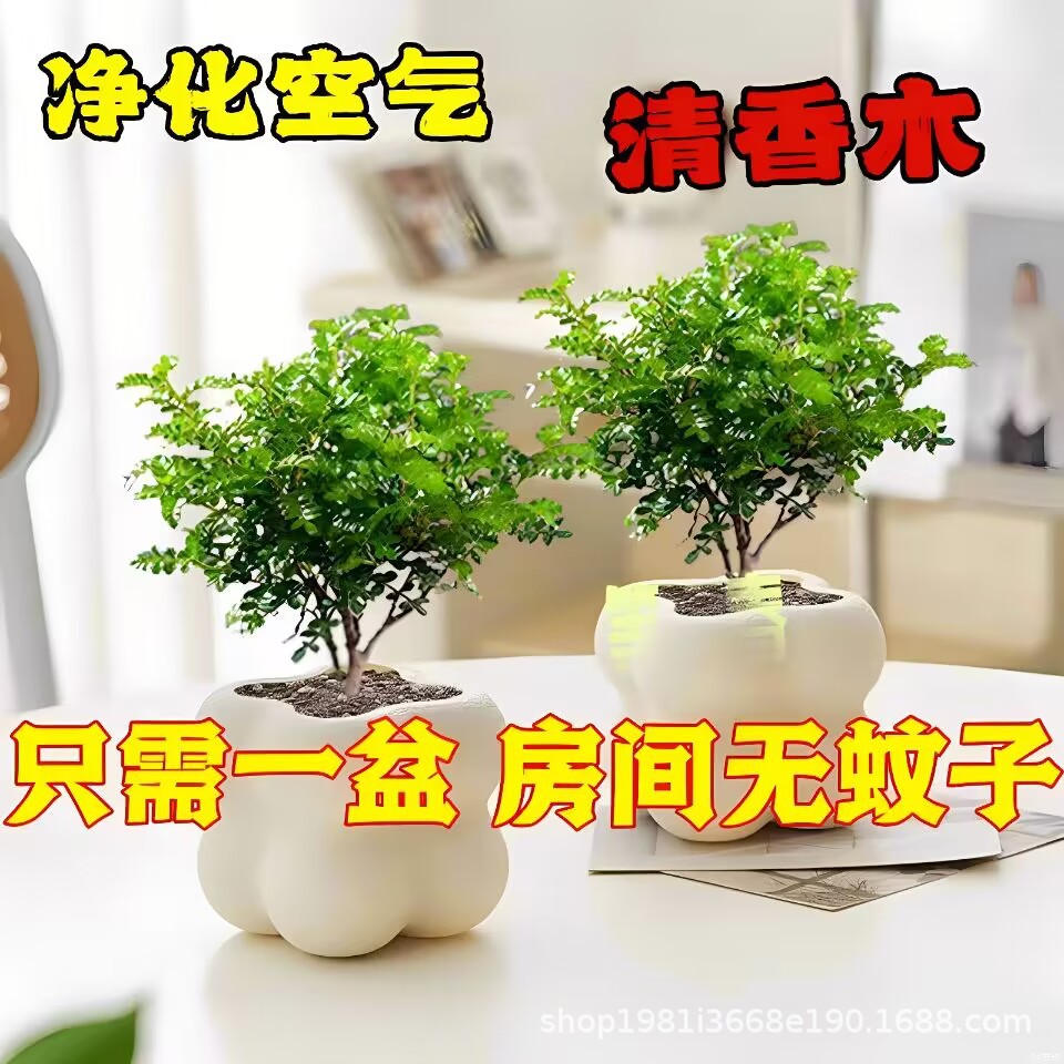 驱蚊驱虫清香木盆栽小绿植 植物室内四季常青净化空气盆景胡椒木