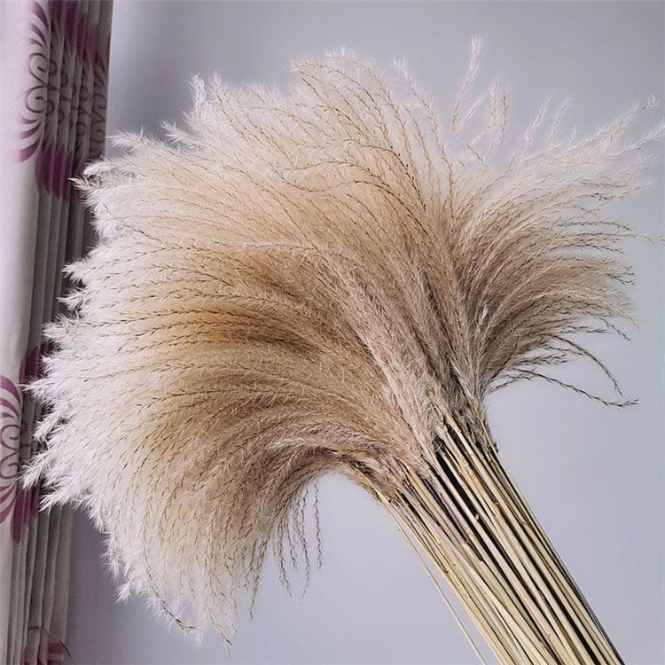 Natural Whisk Reed Wheat Ears Opening Barley Living Room Bedroom Decoration Gift Props Shop Dried Flower Rabbit Tail Grass