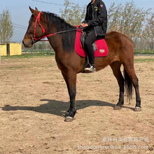 适合打比赛的马匹跑马赛马种马哪里有马圈阿拉伯马活马骑马