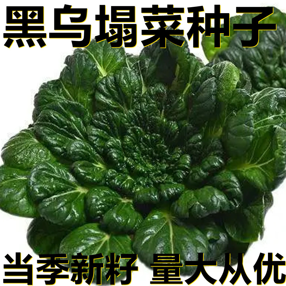 黑乌塌菜种子 500粒/袋散装 产地直供 当季新籽 瓜果蔬菜种子