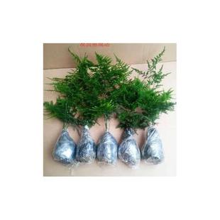 Asparagus Fern Green Plant Bonsai, Evergreen All Year Round, Easy to Grow, Money Tree, Pothos, Indoor and Outdoor Green Plants and Flower Pots