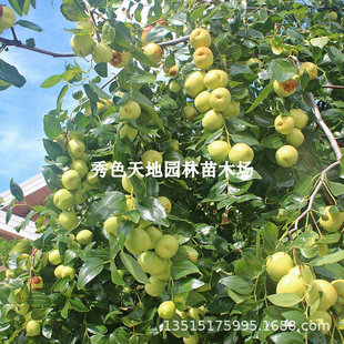 �ձ����ۗ�����籱���Ϸ��󗗳����ش�ͥԺ�޽Ӷ������Թ������