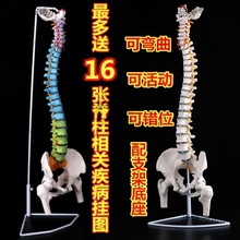 绘画椎体模型人体带脊柱成人盆骨脊椎彩色:人体教学大骨骼正骨