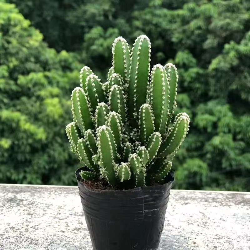 325a3a86-ddec-469f-81c2-e19c7f18c5da.jpe