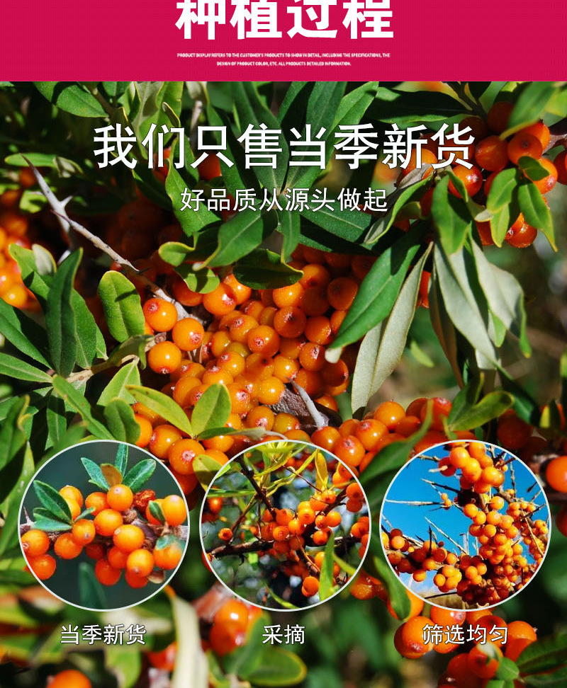 Sea Buckthorn Berry Powder (Hippophae rhamnoides) — 500g Dried Fruit Powder, Low-Temp Dried preparation