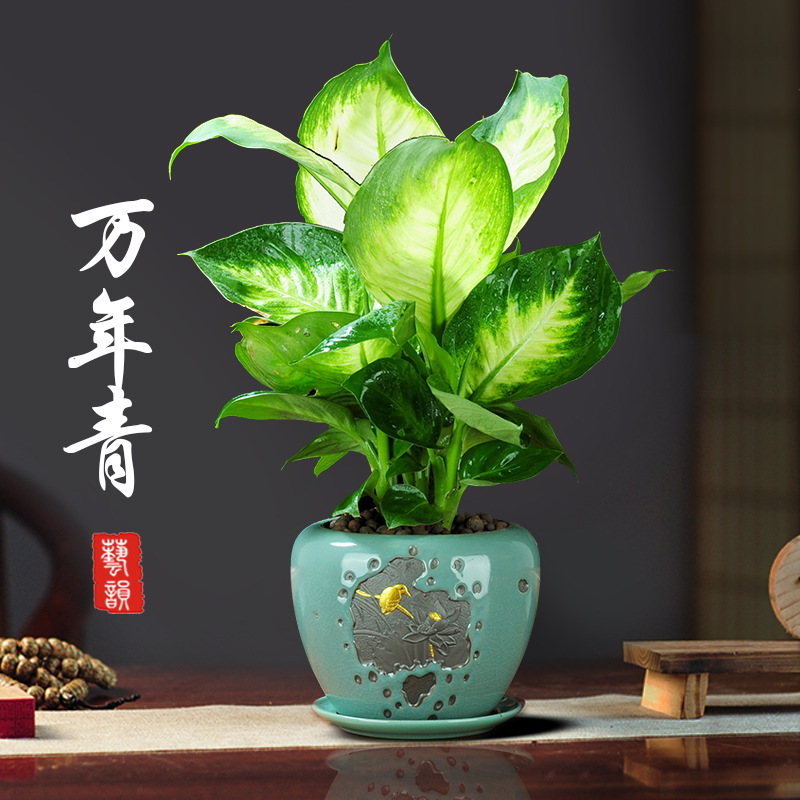 年宵花卉北美冬青易活相思豆庭院鲜花盆栽地栽红果冬青开花树苗 询价 阿里巴巴