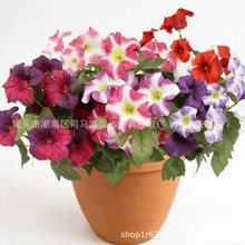 �ٻ����Ȼ����滨�͏d�b[���Ҿ����Դ�����ֵ��ţ���ҾӔ[�O