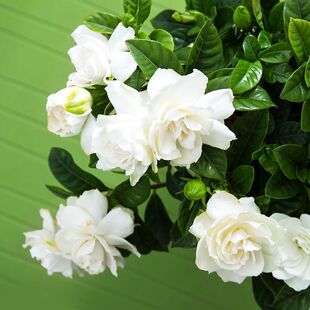 ������d�ӻ��������l؛���d�ӻ������҃Ȼ��ܾGֲˮ��ֲ��